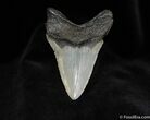 Very Serrated Inch Megalodon Tooth #96-2